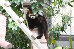 3月26日 王子動物園 19