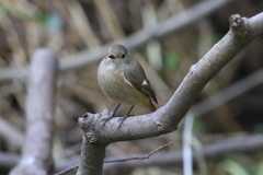1月7日 明石公園 15