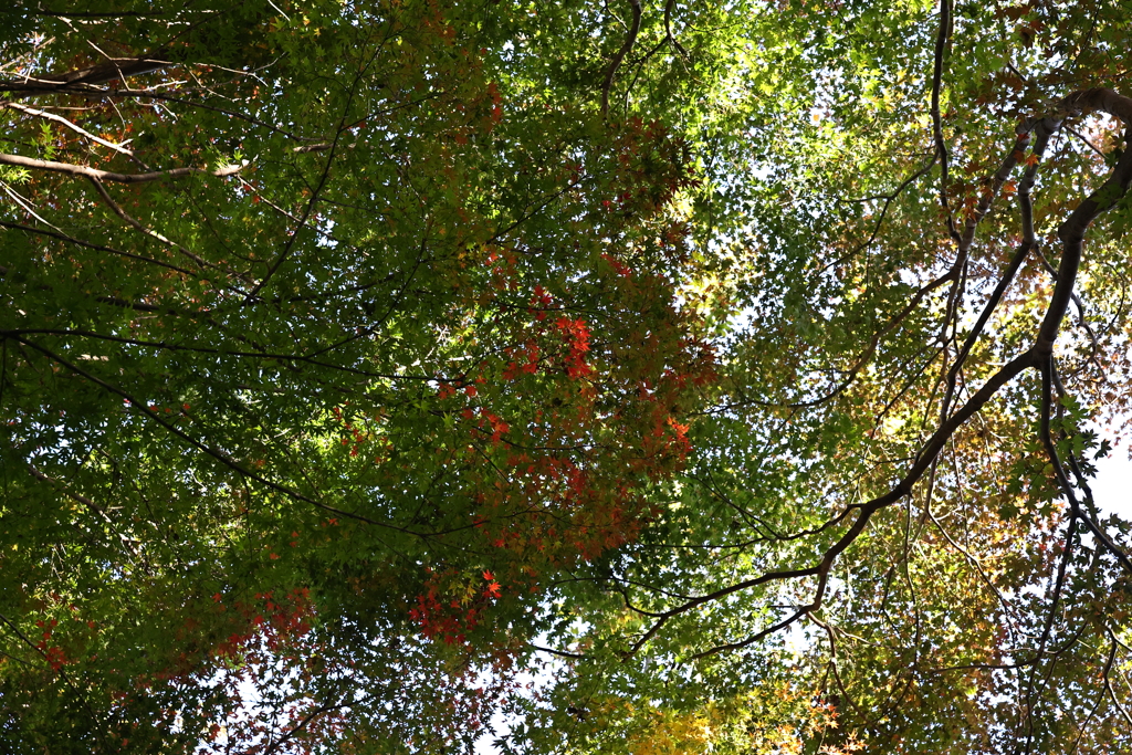 11月14日 布引の滝 ３