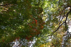 11月14日 布引の滝 ３