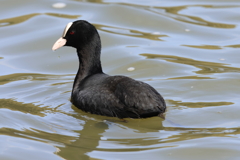 3月5日 明石公園 ６