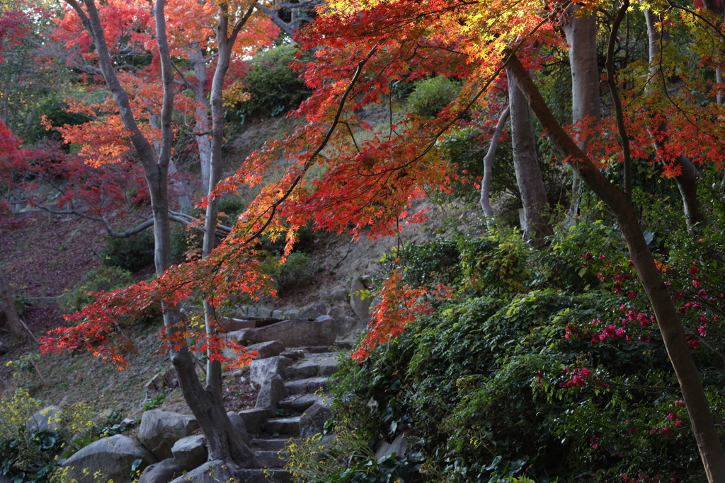 12月6日 須磨離宮公園 26