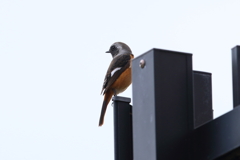 10月30日 明石公園 15