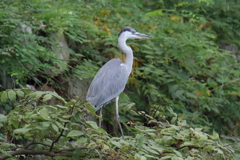 9月19日 明石公園 21