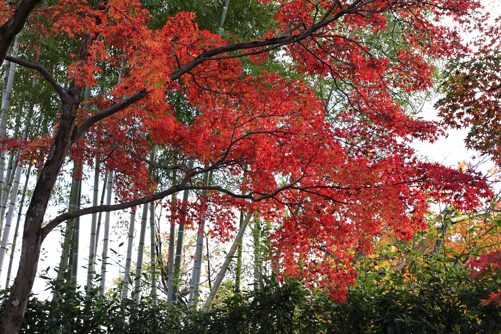 11月23日 京都 28