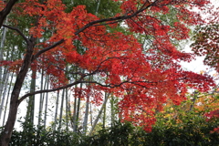 11月23日 京都 28