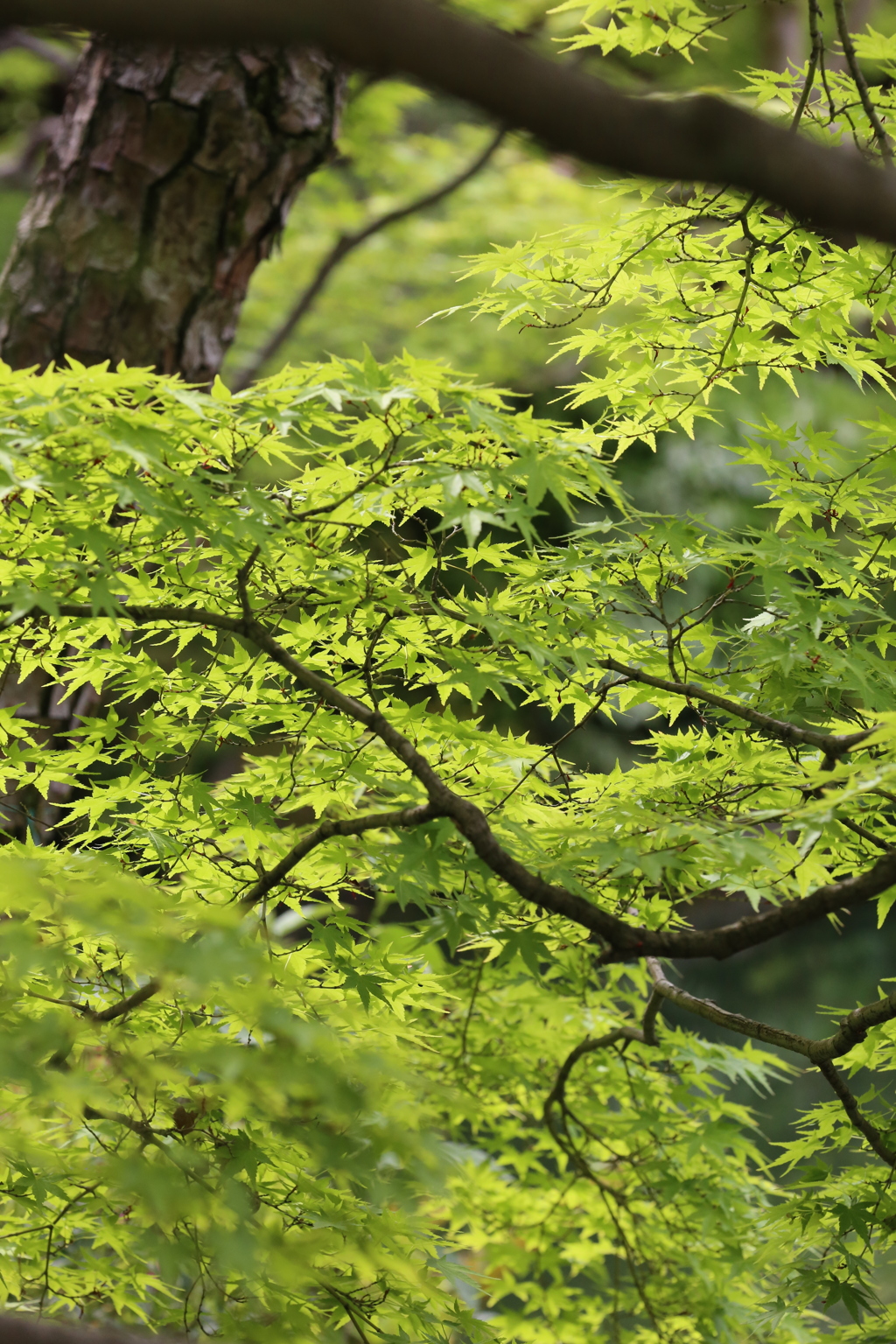 5月1日お散歩　相楽園 ４