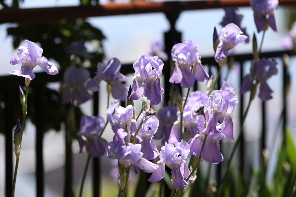 5月5日 布引ハーブ園 27