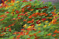 6月13日 布引ハーブ園 14