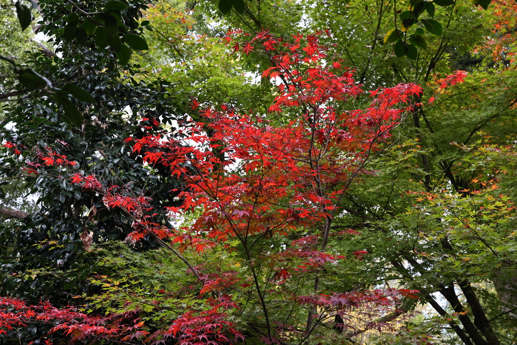 11月23日 京都 15