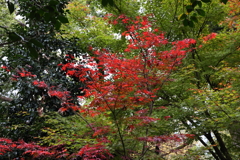 11月23日 京都 15