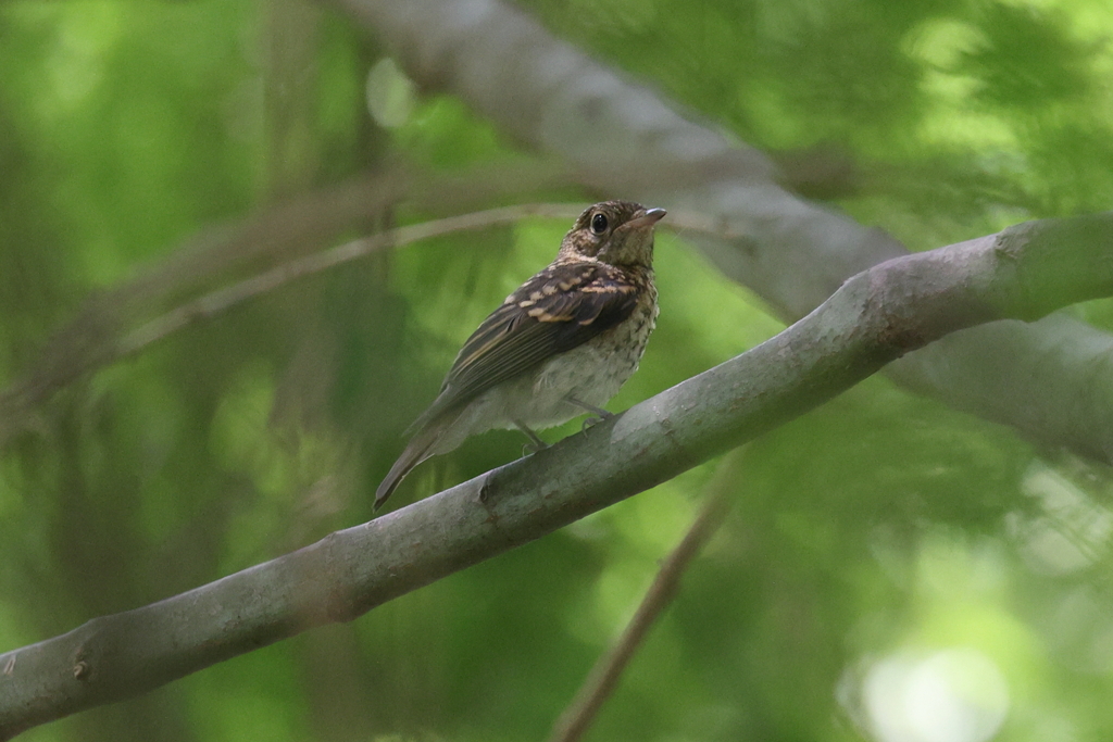 7月18日 明石公園