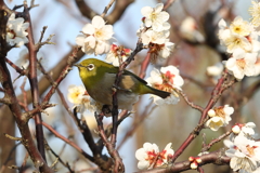 2月20日 須磨離宮公園 36