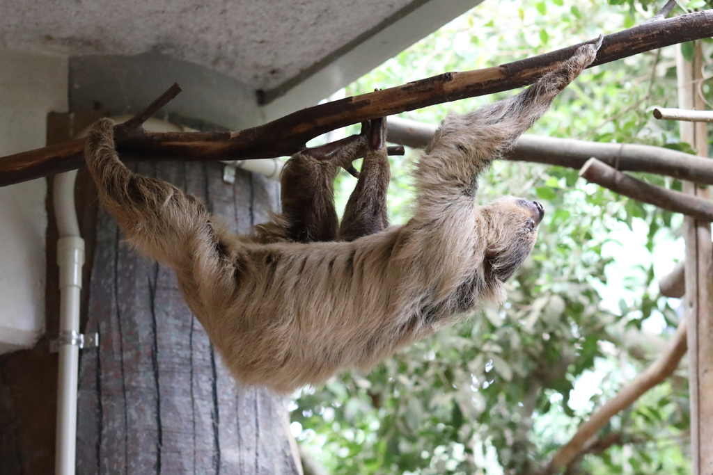 6月16日 王子動物園 30