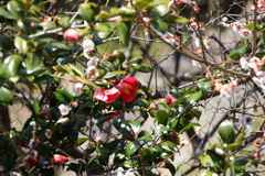 3月5日 岡本公園 ９