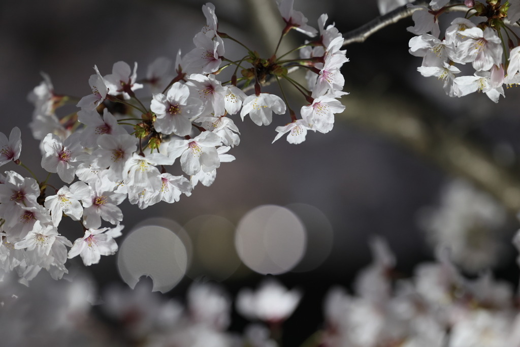 4月2日 夙川河川敷公園 15