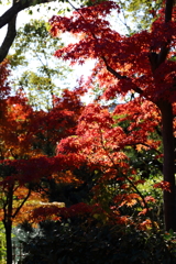 11月24日 相楽園 15 11月24日 相楽園 15