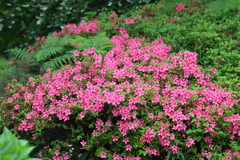 5月12日 大阪城公園 ７
