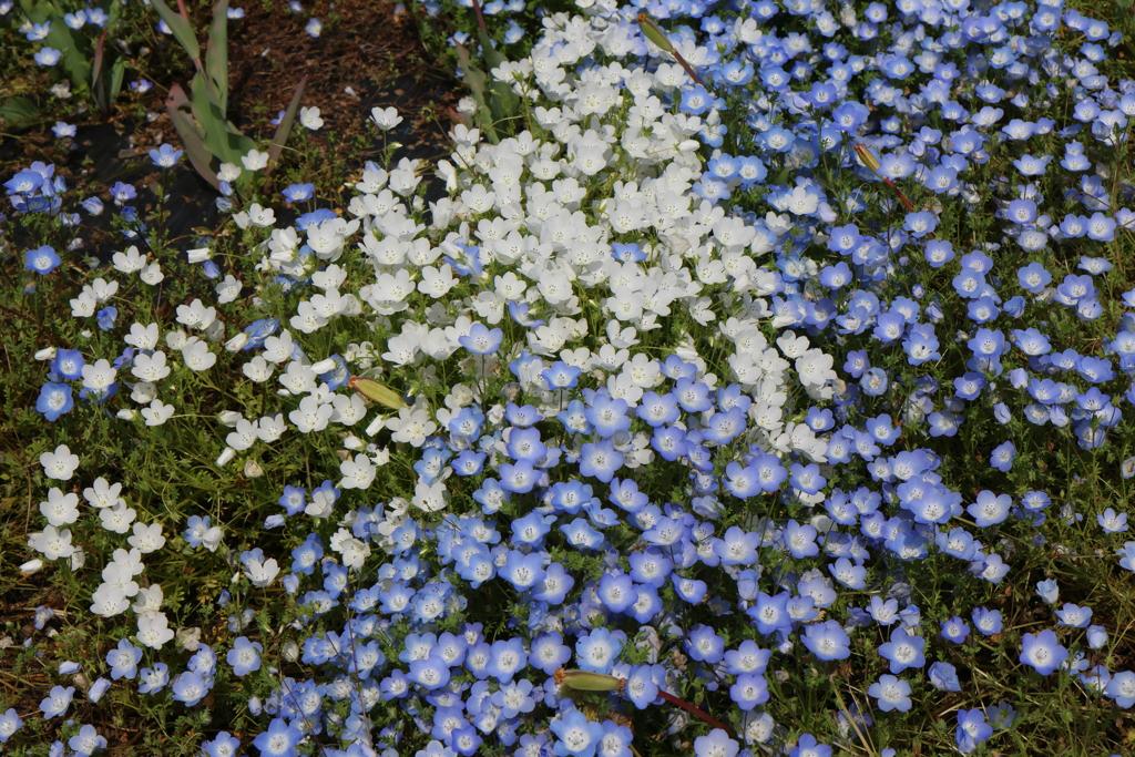 5月4日 鶴見緑地 ５