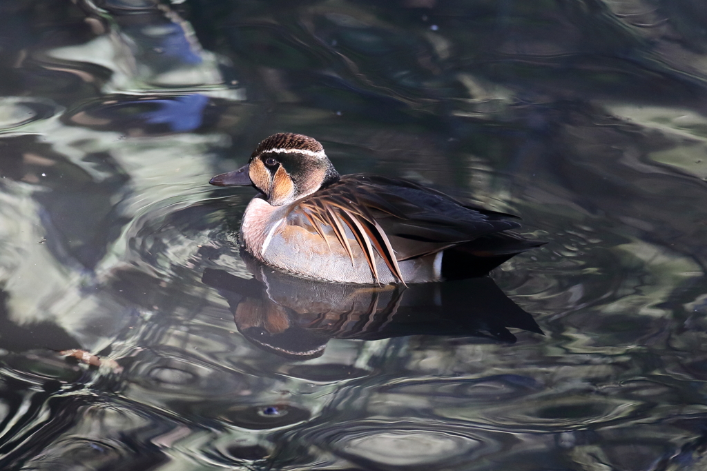 12月31日 明石公園 11