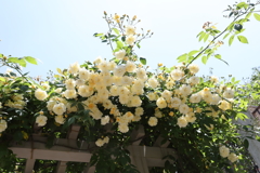 5月28日 布引ハーブ園 15