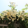 5月28日 布引ハーブ園 15