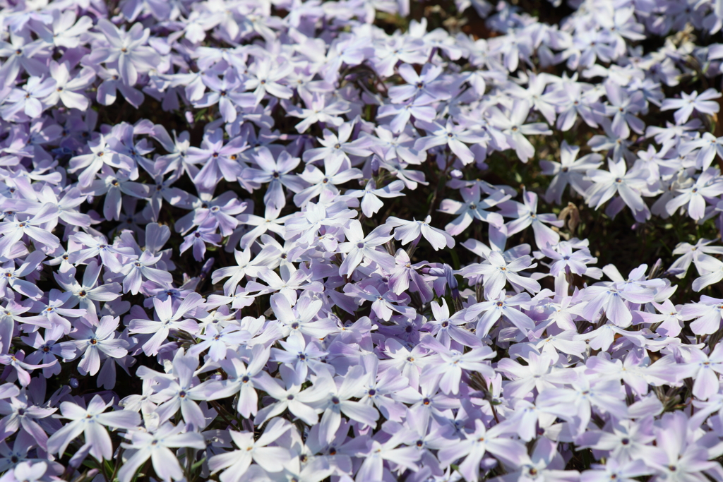 4月9日 散歩 ６