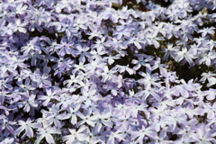 4月9日 散歩 ６
