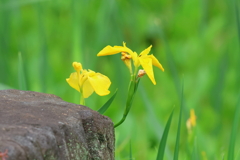 5月6日 夙川河川敷緑地 ３