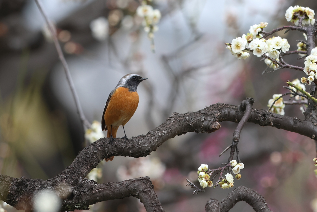 2月18日 大阪城公園 13