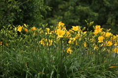6月13日 布引ハーブ園 26