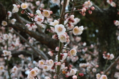 2月26日 明石公園 １