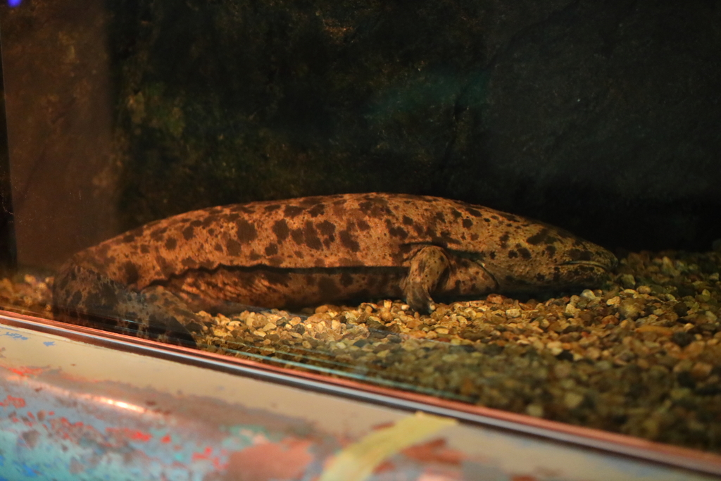 6月11日 須磨海浜水族園 37