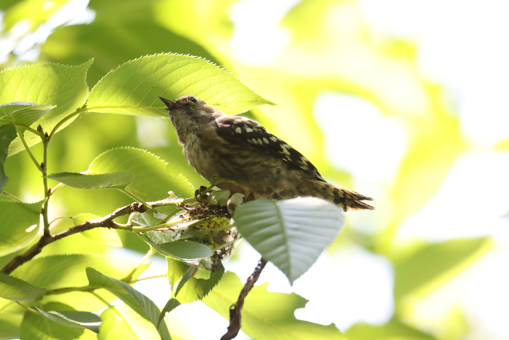 5月30日 明石公園 ４