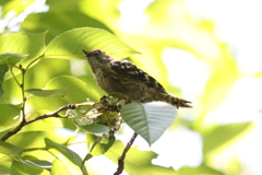 5月30日 明石公園 ４