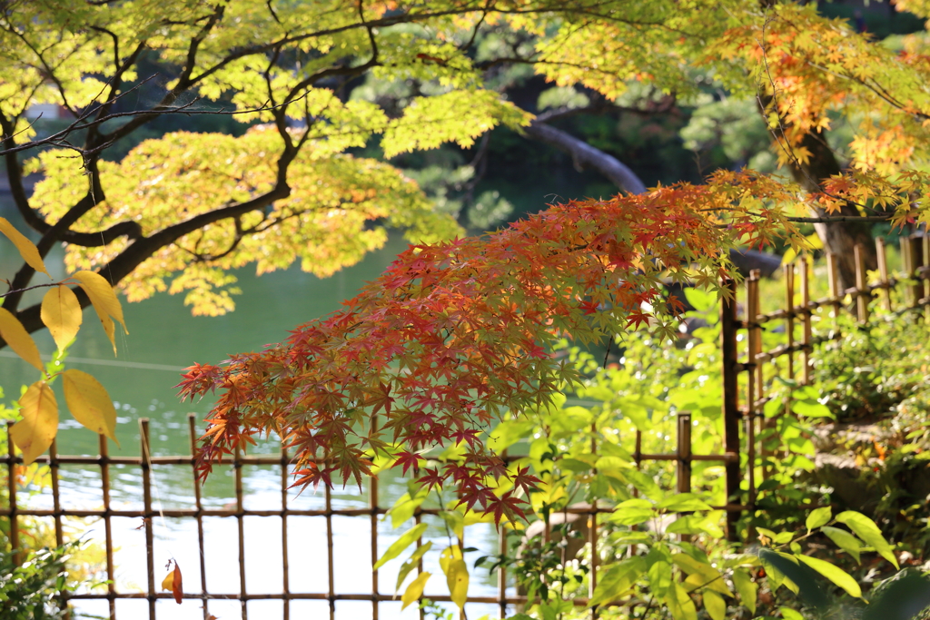 11月16日 相楽園 32