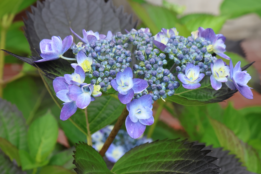 6月2日 明石公園 ４