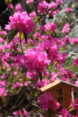 3月20日 京都嵐山 26