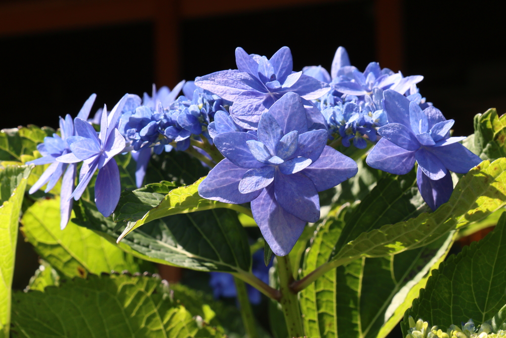 6月4日 明石公園 ３