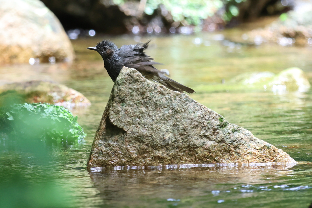 7月2日 夙川河川敷緑地 13