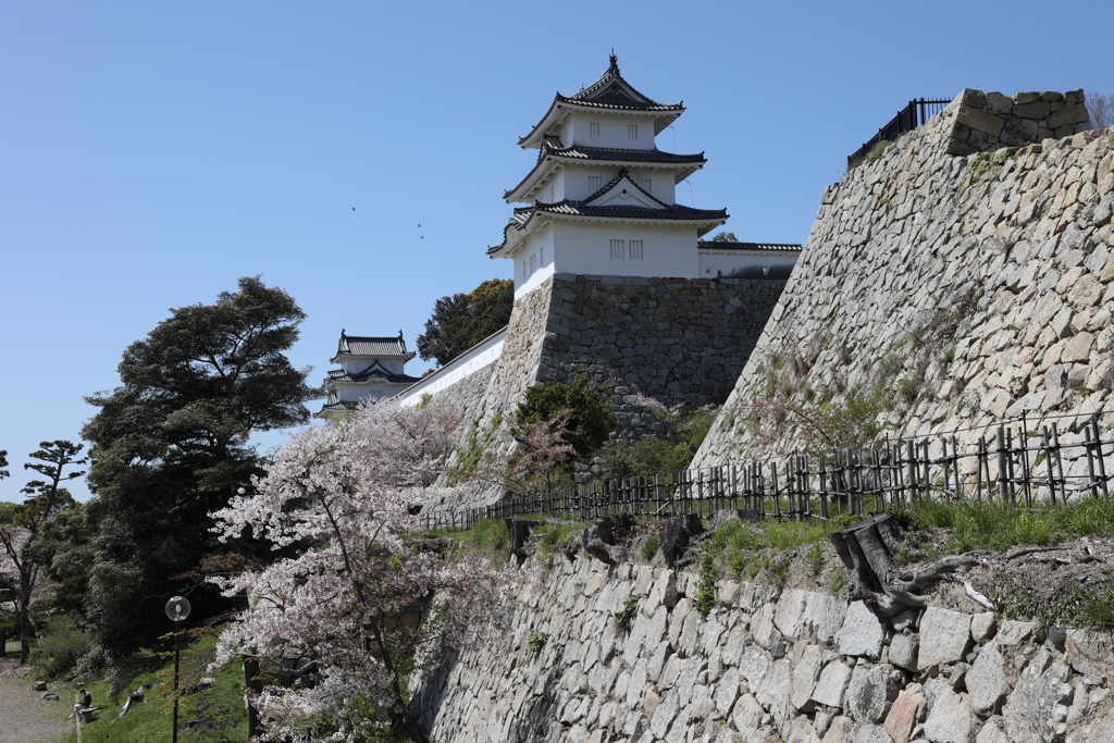 4月11日 明石公園 44