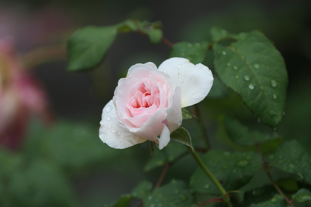 6月13日 布引ハーブ園 ４