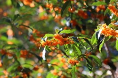 11月7日 明石公園 ３