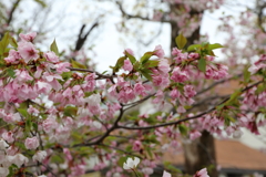 3月28日 岡本南公園 ６