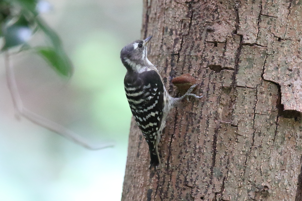 9月18日 明石公園 ６