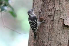 9月18日 明石公園 ６