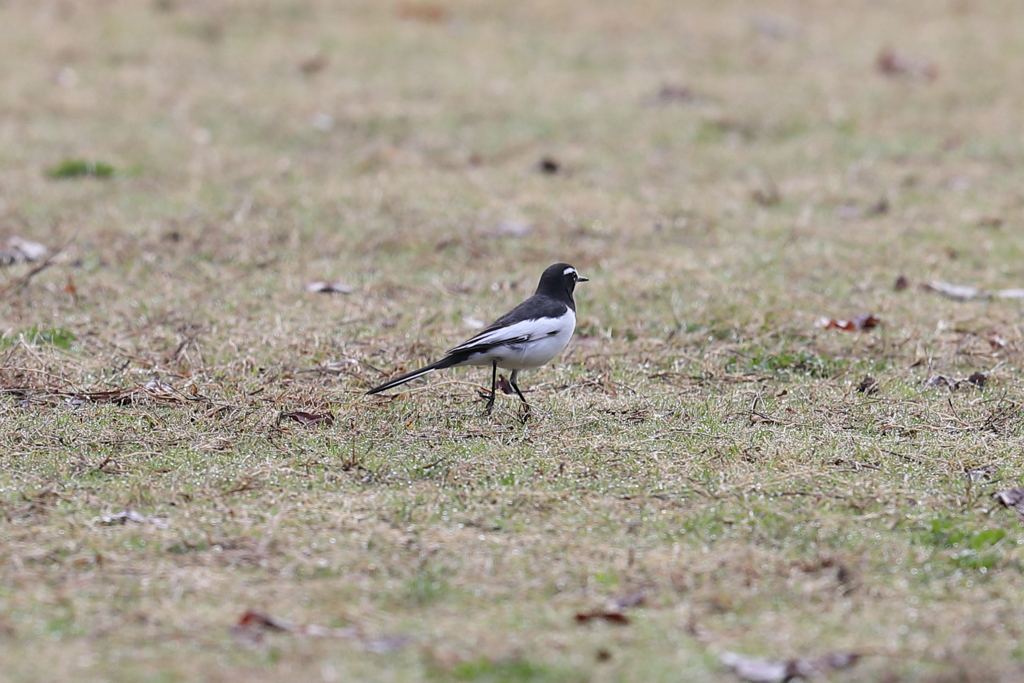 12月11日 明石公園 ６
