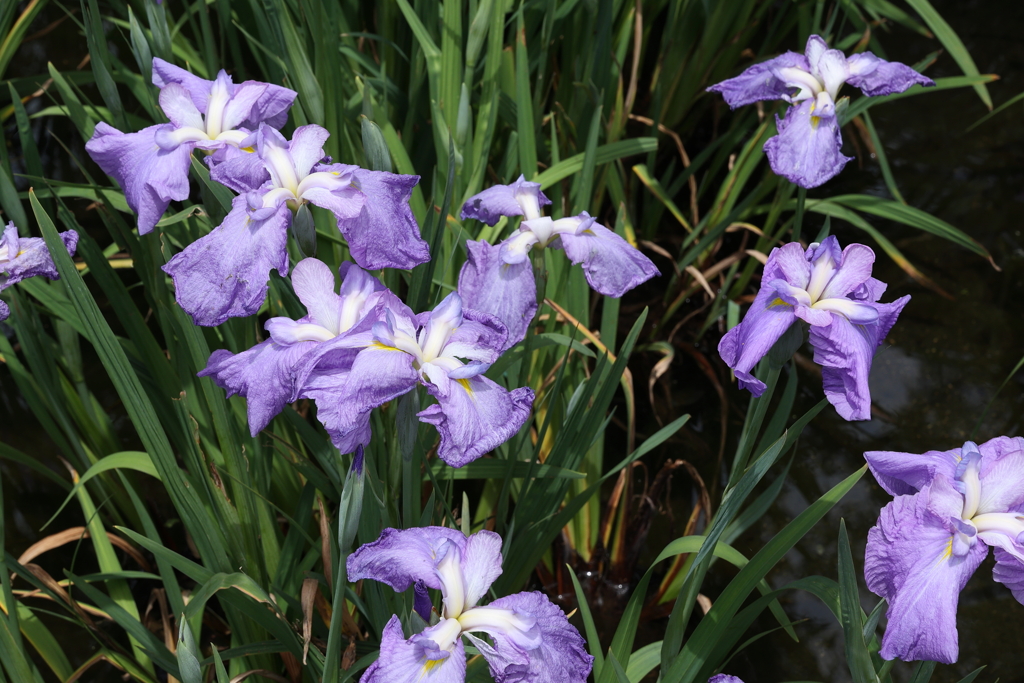 6月6日 須磨離宮公園 27
