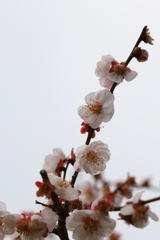 3月5日 岡本公園 13