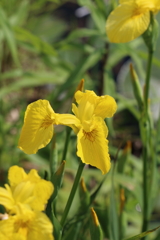 5月2日 散歩 ２